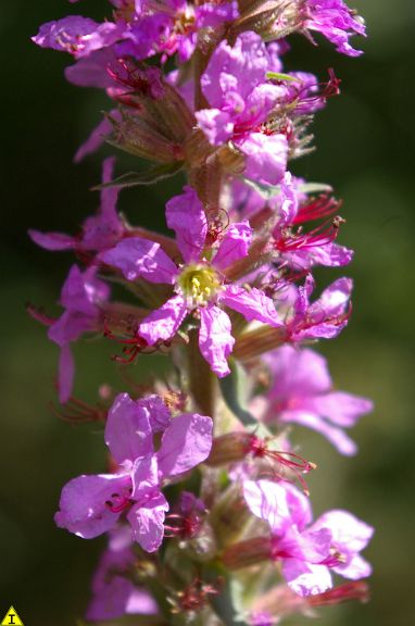 IMGP6448.jpg - Purple Loosestrife  (Lythrum salicaria) 