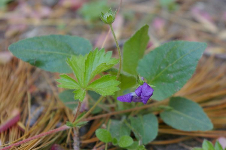 IMGP1655.jpg - Dying New England Blue Violet  (Viola novae-angliae) 