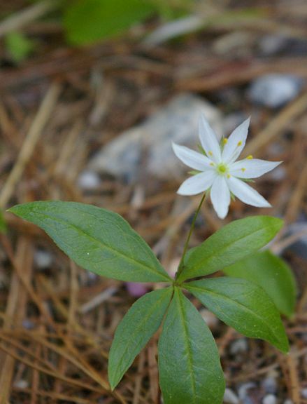 IMGP1673.jpg - Starflower  (Trientalis borealis) 