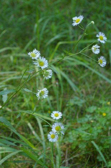 IMGP2738.jpg - Daisy fleabane  (Erigeron annuus (L.) Pers.) 