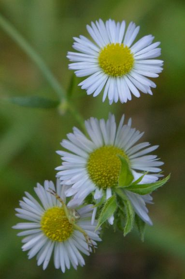 IMGP2741.jpg - Daisy fleabane  (Erigeron annuus (L.) Pers.)  with a Goldenrod Crab Spider