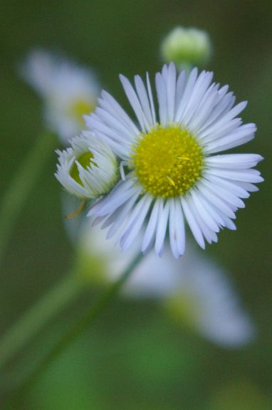 IMGP2744.jpg - Daisy fleabane  (Erigeron annuus (L.) Pers.) 