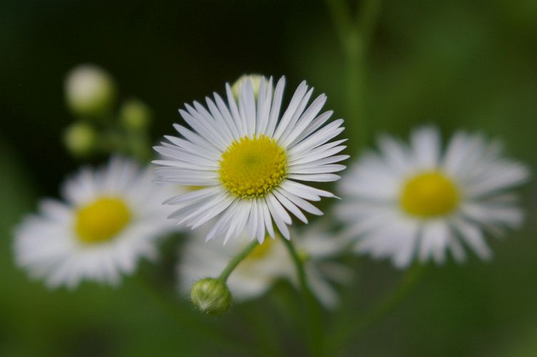 IMGP5359.jpg - Daisy fleabane  (Erigeron annuus (L.) Pers.) 