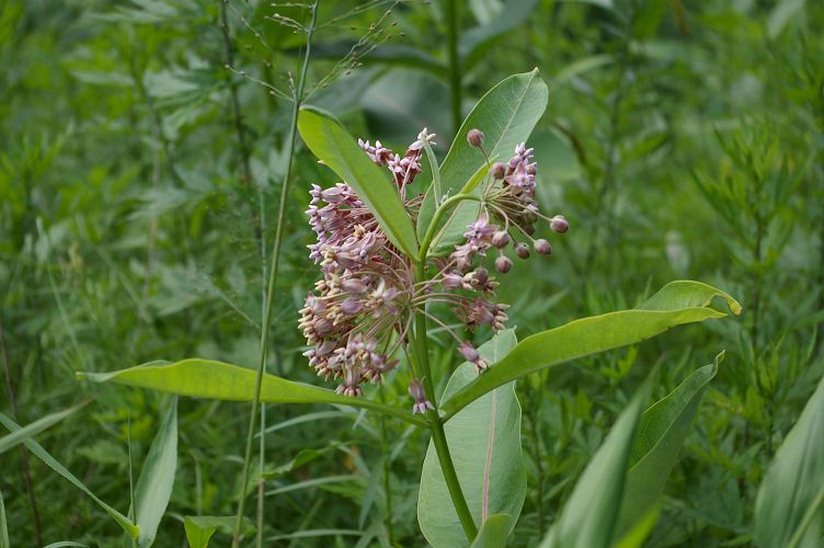 IMGP5368.jpg - Common milkweed  (Asclepias syriaca L.) 