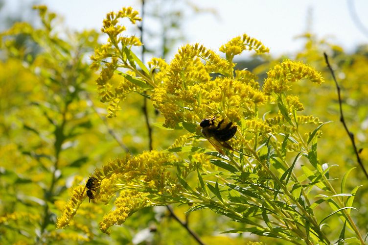 IMGP6430.jpg - Early goldenrod  (Solidago juncea)  with Bumble Bee & Wasp