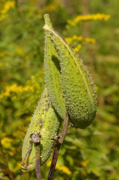IMGP6439.jpg - Common milkweed  (Asclepias syriaca) 