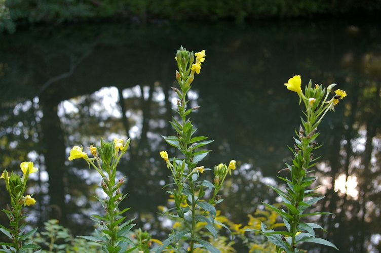 IMGP6616.jpg - Common evening primrose  (Oenothera biennis) 