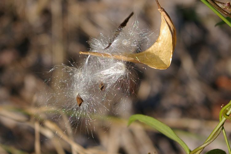 IMGP6797.jpg - Common milkweed seeds  (Asclepias syriaca) 