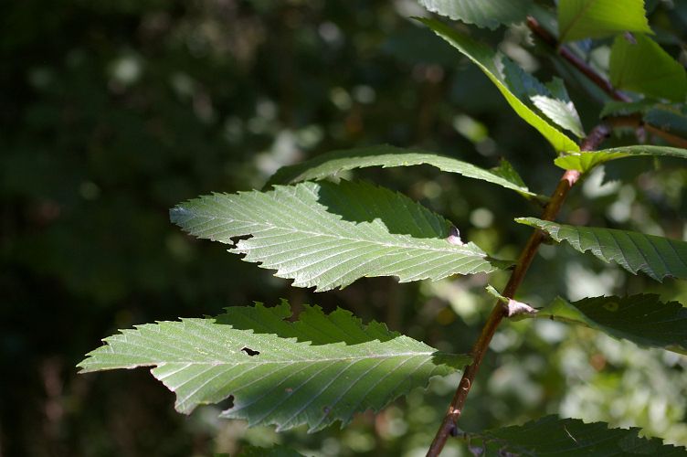 IMGP6450.jpg - American Elm Sapling  (Ulmus americana) 