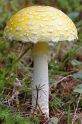 Plants_and_Fungi